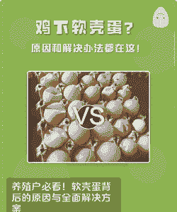 鸡为什么生软壳蛋