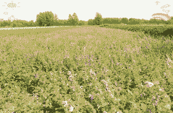 农村种植什么前景好