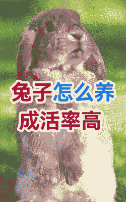 养兔子要注意些什么