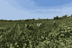 四川种植什么最赚钱