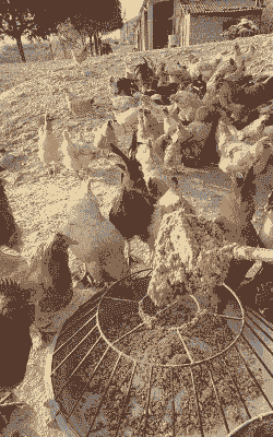 土鸡喂什么长得快