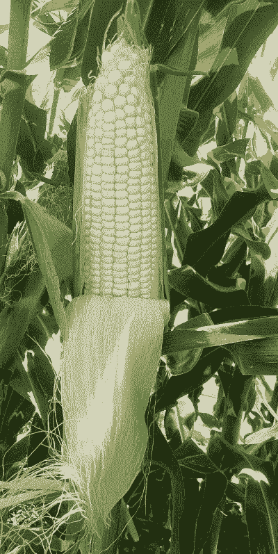 玉米什么时候上市