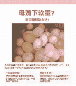 母鸡为什么下软蛋