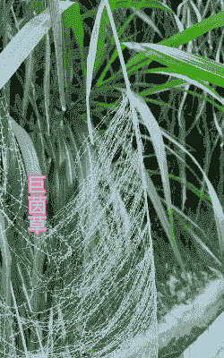 牛最喜欢吃什么草