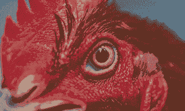 鸡的眼睛是什么颜色