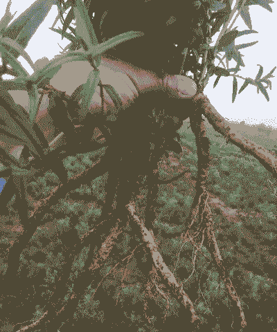 种什么中药材最挣钱