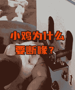 鸡为什么要断喙