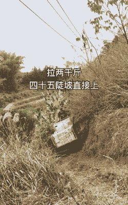 山上种什么赚钱