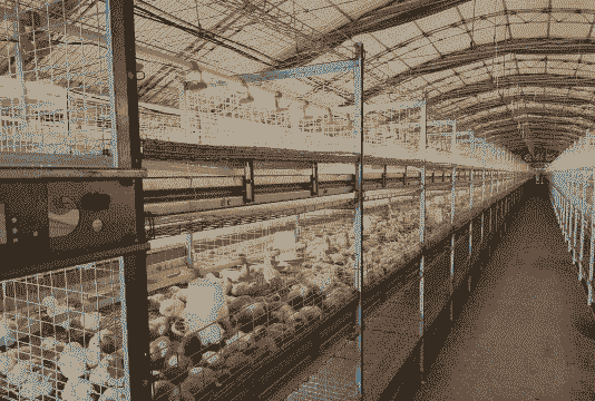 养鸡场需要什么设备