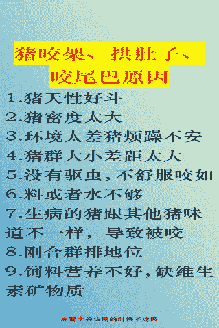 猪咬尾巴是什么原因