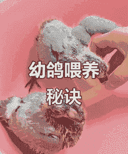 鸽子育雏期喂什么