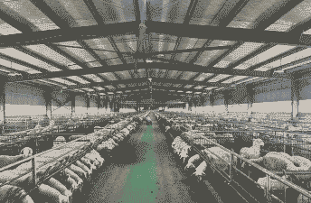 养殖什么前景最好