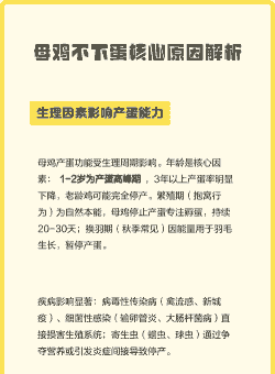 母鸡不下蛋是什么原因