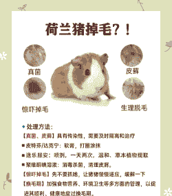 猪脱毛是什么原因