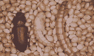 面包虫成虫叫什么