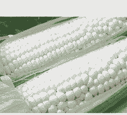 新玉米什么时候上市