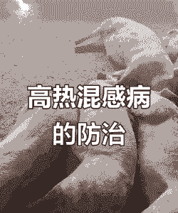 猪高热病是什么症状