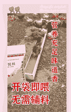 什么料喂鸡