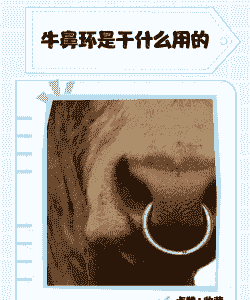 牛鼻环有什么用