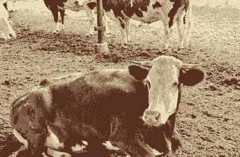 架子牛是什么意思