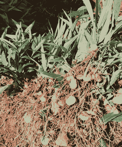 农村种植什么药材赚钱