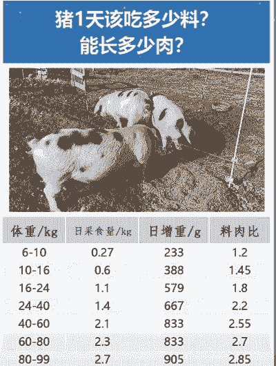 猪料比是什么意思