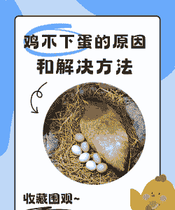 鸡为什么突然不下蛋了
