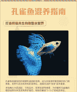 孔雀鱼适合和什么鱼混养