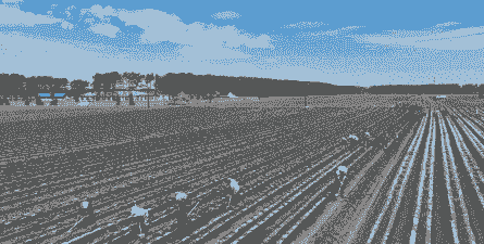 黑龙江种植什么最赚钱