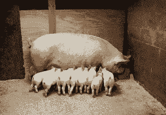 母猪产前产后喂奶