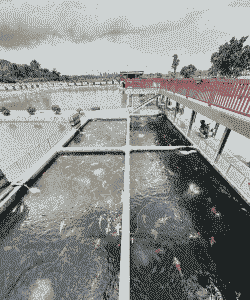 鱼塘养什么赚钱