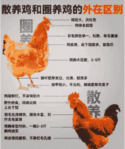 鸡的特征是什么