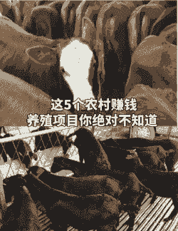 养殖什么动物赚钱