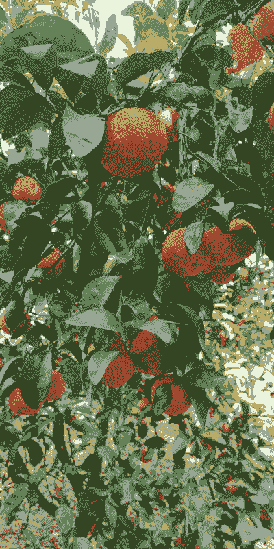 种植什么水果赚钱