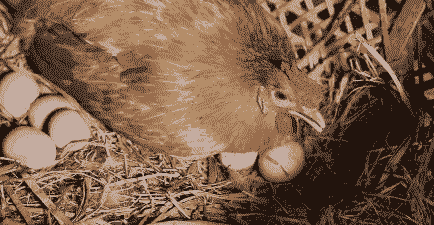 没下蛋的鸡叫什么鸡