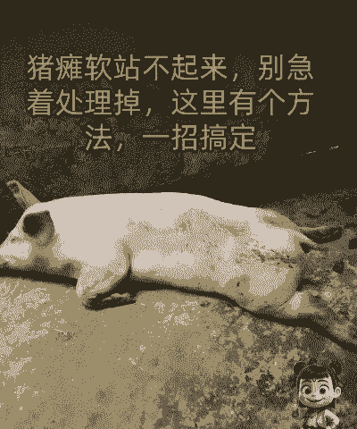 仔猪瘫痪是什么原因