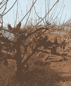 东北养殖什么好