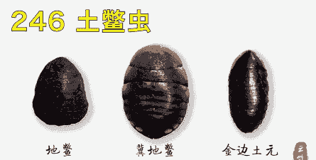 什么叫土鳖
