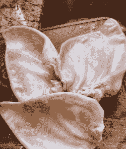 猪的耳朵有什么特点