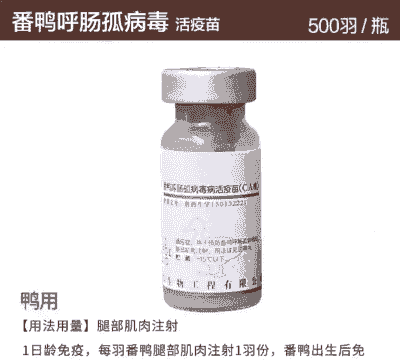 鹅感冒用什么药