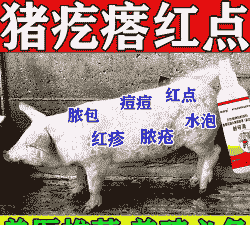 猪身上有红点用什么药