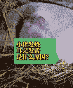 仔猪耳朵发紫是什么病