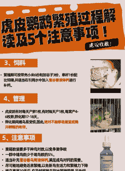 虎皮鹦鹉什么季节繁殖