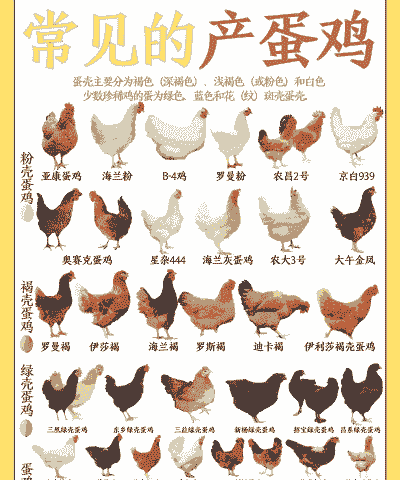 什么叫蛋鸡
