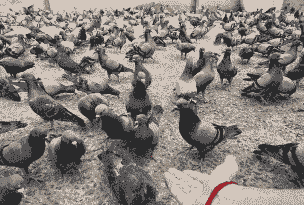 在河南养殖什么赚钱