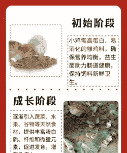家养小鸡吃什么长得快