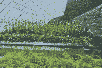 东北大棚种植什么赚钱