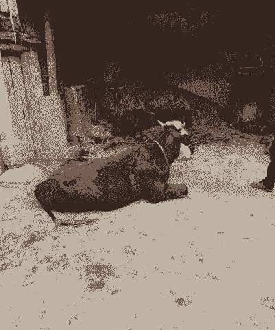 养牛挣钱为什么没人养