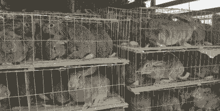 为什么养兔没有发财的