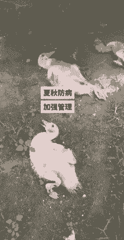 鸭子容易得什么病